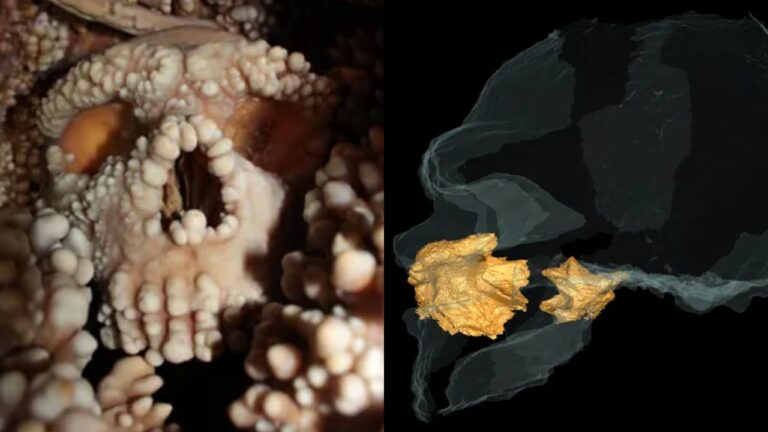 Crânios de neandertais sugerem que seus narizes não evoluíram para suportar o frio