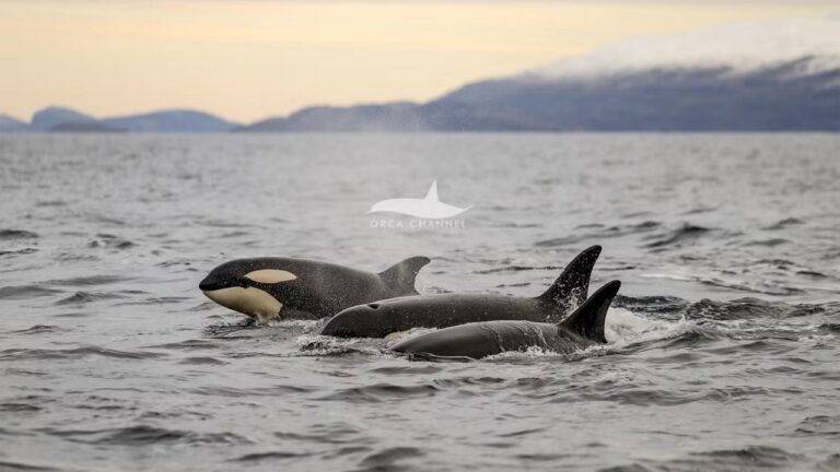 Nascimento de filhote de orca é registrado pela 1ª vez na natureza