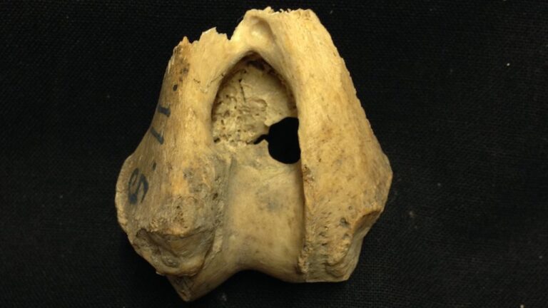 Lobos pré-históricos podem ter vivido sob controle humano