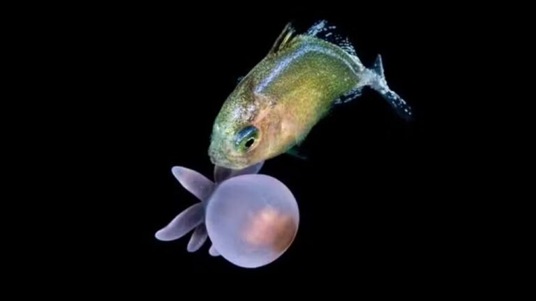 Peixe usa anêmona como escudo vivo para afastar predadores