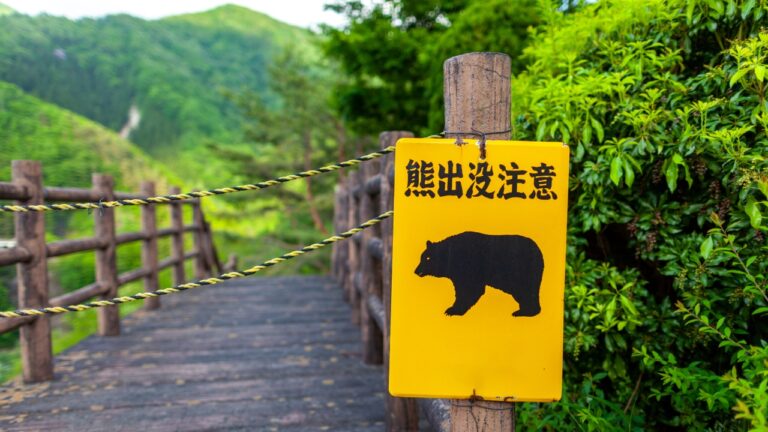 Homem é atacado por urso em banheiro público no Japão