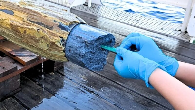 Vulcões submarinos revelam indícios de vida, detectam cientistas
