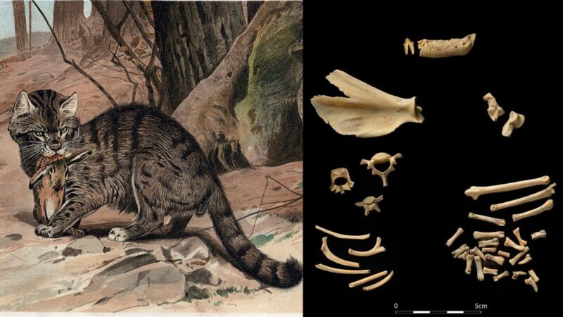 Ossos de gato selvagem de 5500 anos são encontrados em caverna na Irlanda