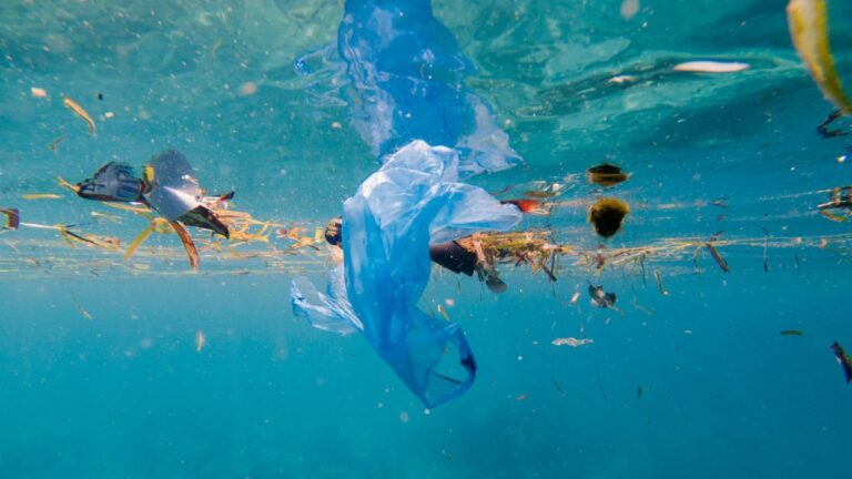 Contaminação por lixo atinge quase metade dos ambientes aquáticos do mundo
