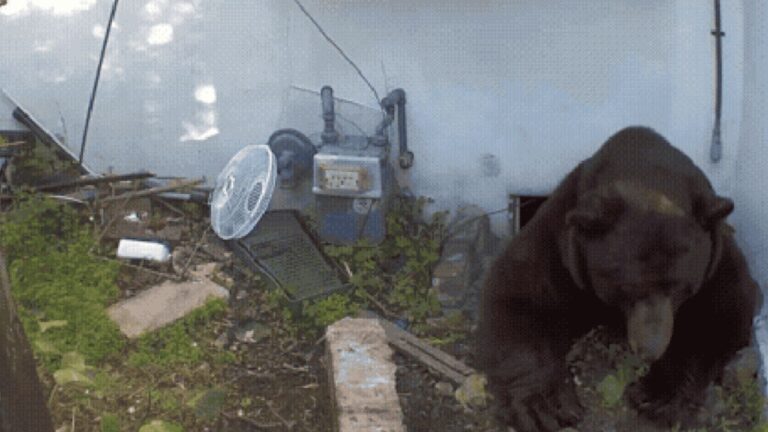 Morador encontra urso vivendo embaixo de sua casa após meses de suspeita
