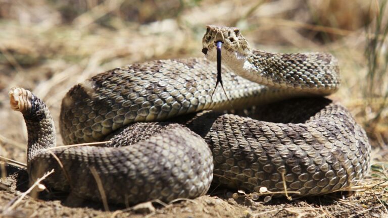 Turista morre no Egito após ser picado por cobra de espetáculo
