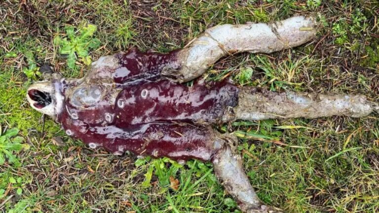 Banhista encontra rara criatura em praia na Escócia