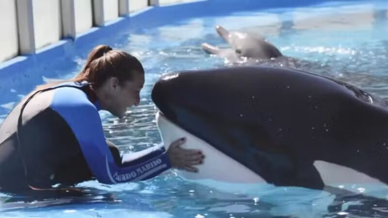 Kshamenk, a orca mais solitária do mundo, morre aos 36 anos na Argentina