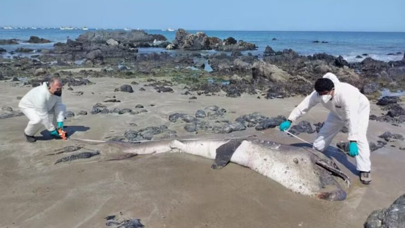 Tubarão raro é encontrado sem vida na costa do Peru