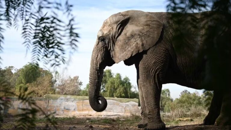Elefanta morre 5 meses após chegar a santuário no Mato Grosso