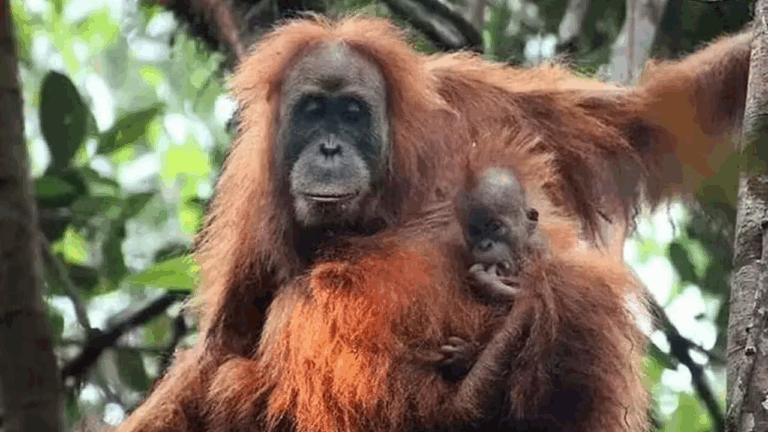 Rara espécie de orangotango está ameaçada após inundações na Indonésia