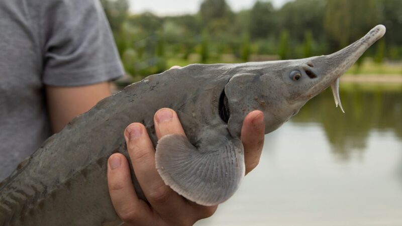 Retorno de peixes ‘fósseis’ chama a atenção em Nova York