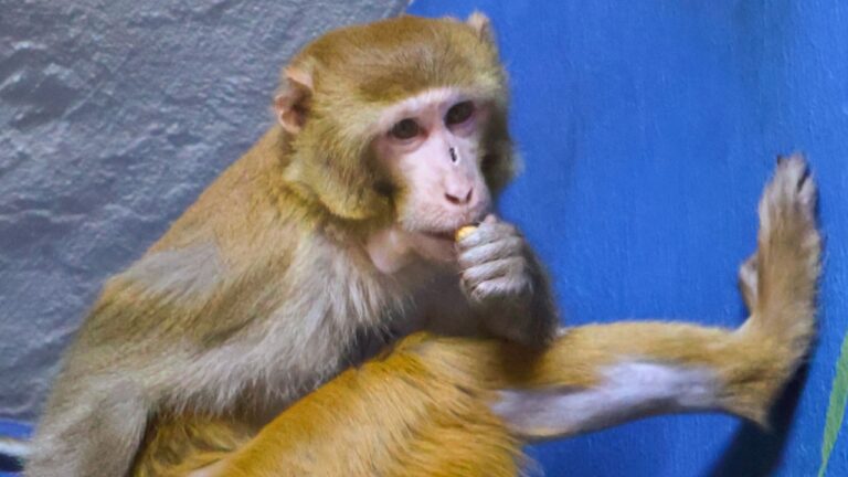 Macaco sobrevivente de acidente no Mississippi ganha novo lar em santuário