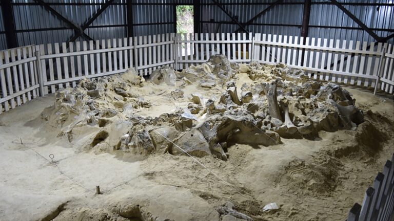 Estruturas de ossos de mamute na Ucrânia revelam novo retrato da vida na Era do Gelo