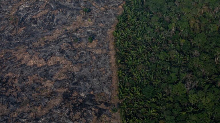 Floresta Amazônica pode estar transicionando para clima ‘hipertropical’