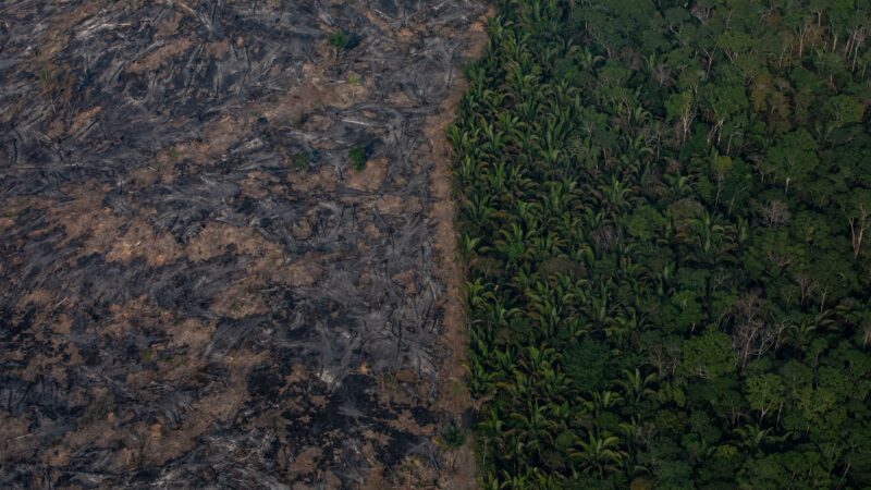 Floresta Amazônica pode estar transicionando para clima ‘hipertropical’