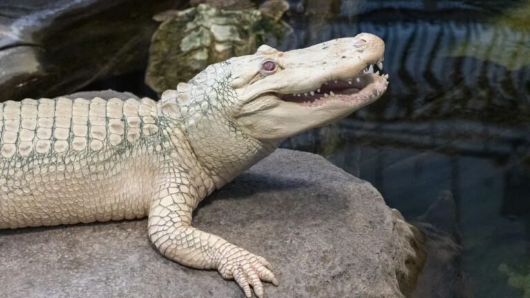 Jacaré-albino “mascote” de São Francisco morre aos 30 anos