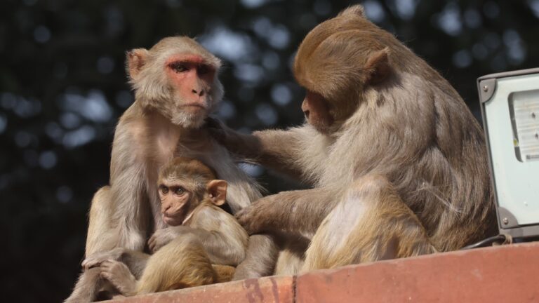 Elites romanas criavam macacos indianos como símbolos de status