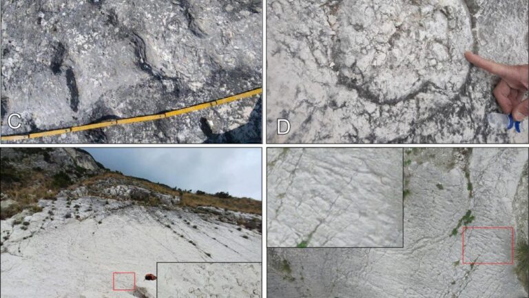 Pegadas fossilizadas revelam fuga de tartarugas marinhas