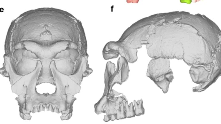 Reconstrução facial inédita de Homo erectus ‘dificulta’ compreensão da evolução humana