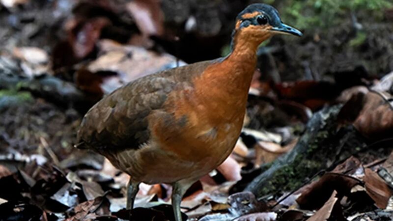 Sururina-da-serra: nova espécie de ave é descoberta no Acre