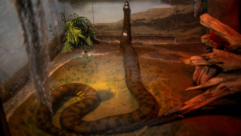 Anacondas já eram gigantes há 12 milhões de anos, revela estudo