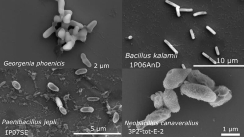 Cientistas identificam 26 novas bactérias em salas limpas da NASA