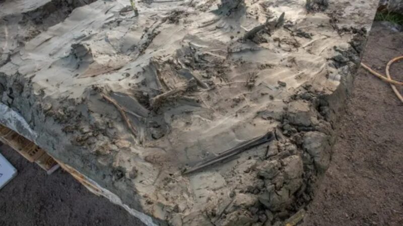 Arqueólogos encontram cão de 5 mil anos enterrado com adaga