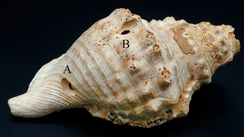 Como soavam as cornetas de concha de 6 mil anos? Estudo revela