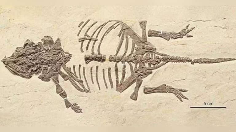 Fóssil de filhote dinossauro blindado é descoberto na China