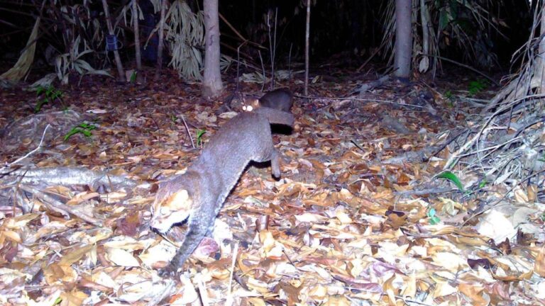 Gato selvagem extinto há quase 30 anos é redescoberto