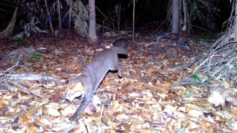 Gato-de-cabeça-achatada é redescoberto na Tailândia após quase 30 anos