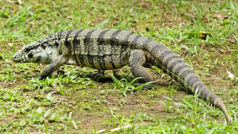 Lagarto capa