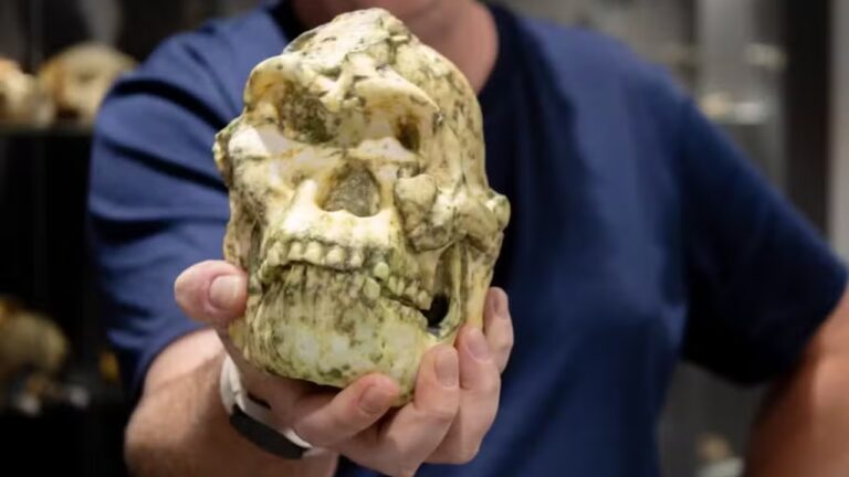 ‘Little Foot’ pode ser nova espécie de ancestral humano, diz estudo