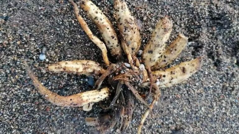 Praias britânicas registram plantas venenosas e letais