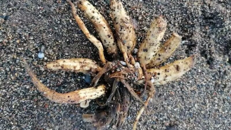 Praias britânicas registram plantas venenosas e letais