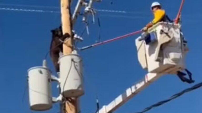 Ursa sobe em poste de energia, fica presa e é resgatada nos EUA