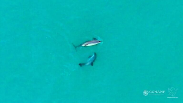 Vaquita-marinha desperta corrida por soluções contra a pesca