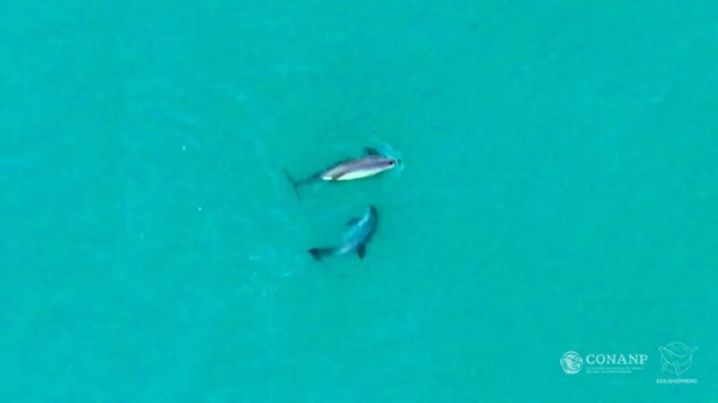 Vaquita-marinha desperta corrida por soluções contra a pesca