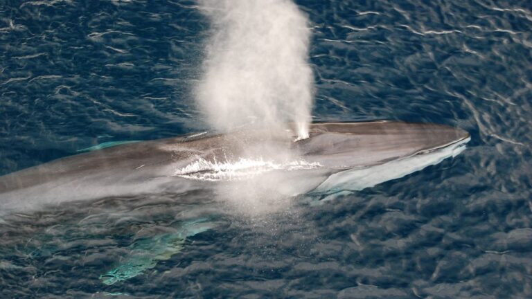 Baleia ameaçada é encontrada morta na proa de navio nos EUA