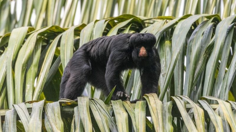 Pesquisa na Amazônia revela tática de sobrevivência do macaco cuxiú