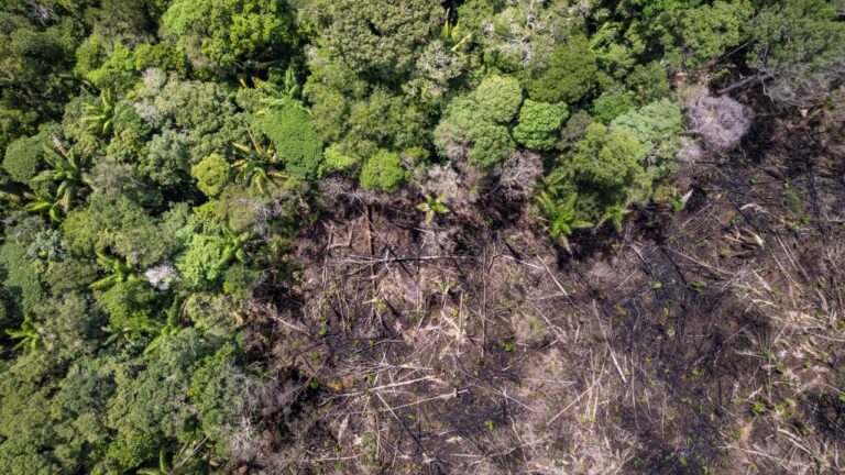 Estudo liga desmatamento na Amazônia a aumento de 3°C na temperatura