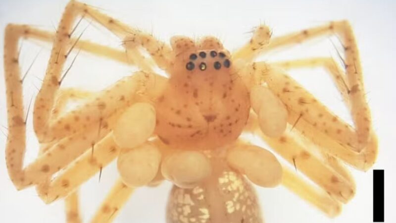 Espécie desconhecida de parasita é descoberta em aranha do Instituto Butantan