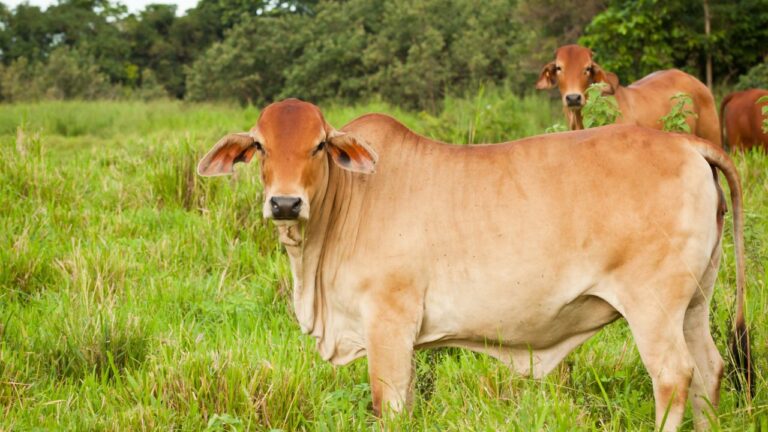16 mil animais de gado morrem após inundação na Austrália