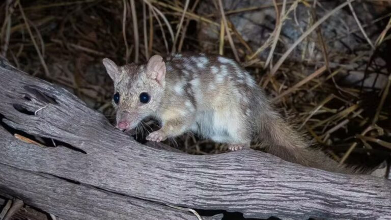 Marsupial ameaçado de extinção é fotografado na Austrália pela primeira vez em 80 anos