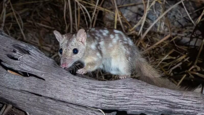 Marsupial ameaçado de extinção é fotografado na Austrália pela primeira vez em 80 anos