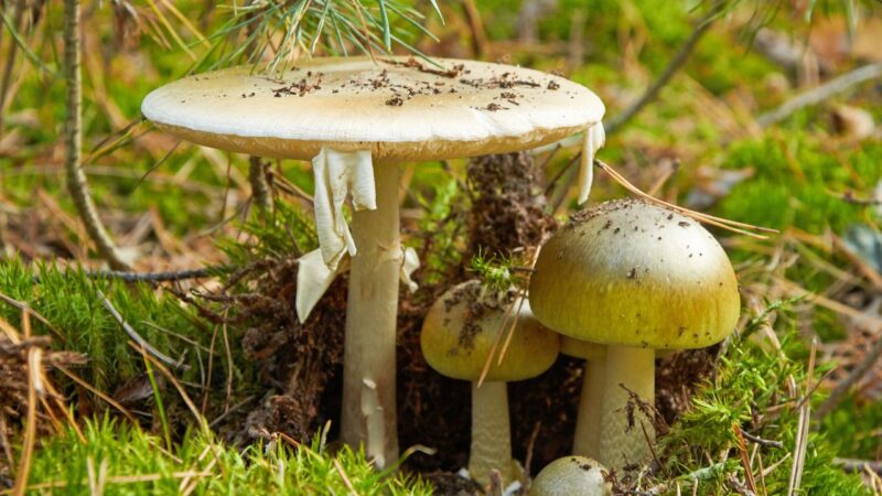Consumo de cogumelo deixa 3 mortos e mais de 20 intoxicados na Califórnia