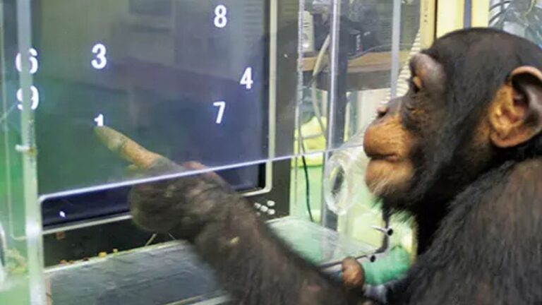 Chimpanzé que dominava caracteres chineses e alfabeto inglês morre no Japão aos 49 anos