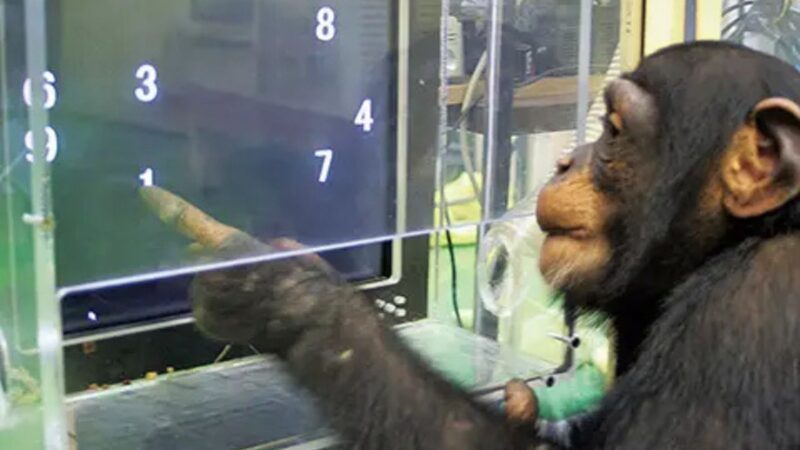 Chimpanzé que dominava caracteres chineses e alfabeto inglês morre no Japão aos 49 anos