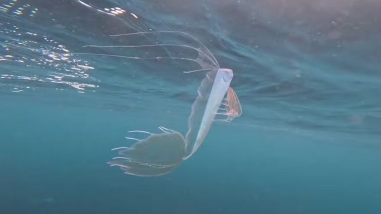 Peixe-fita extremamente raro é avistado por mergulhador nos EUA
